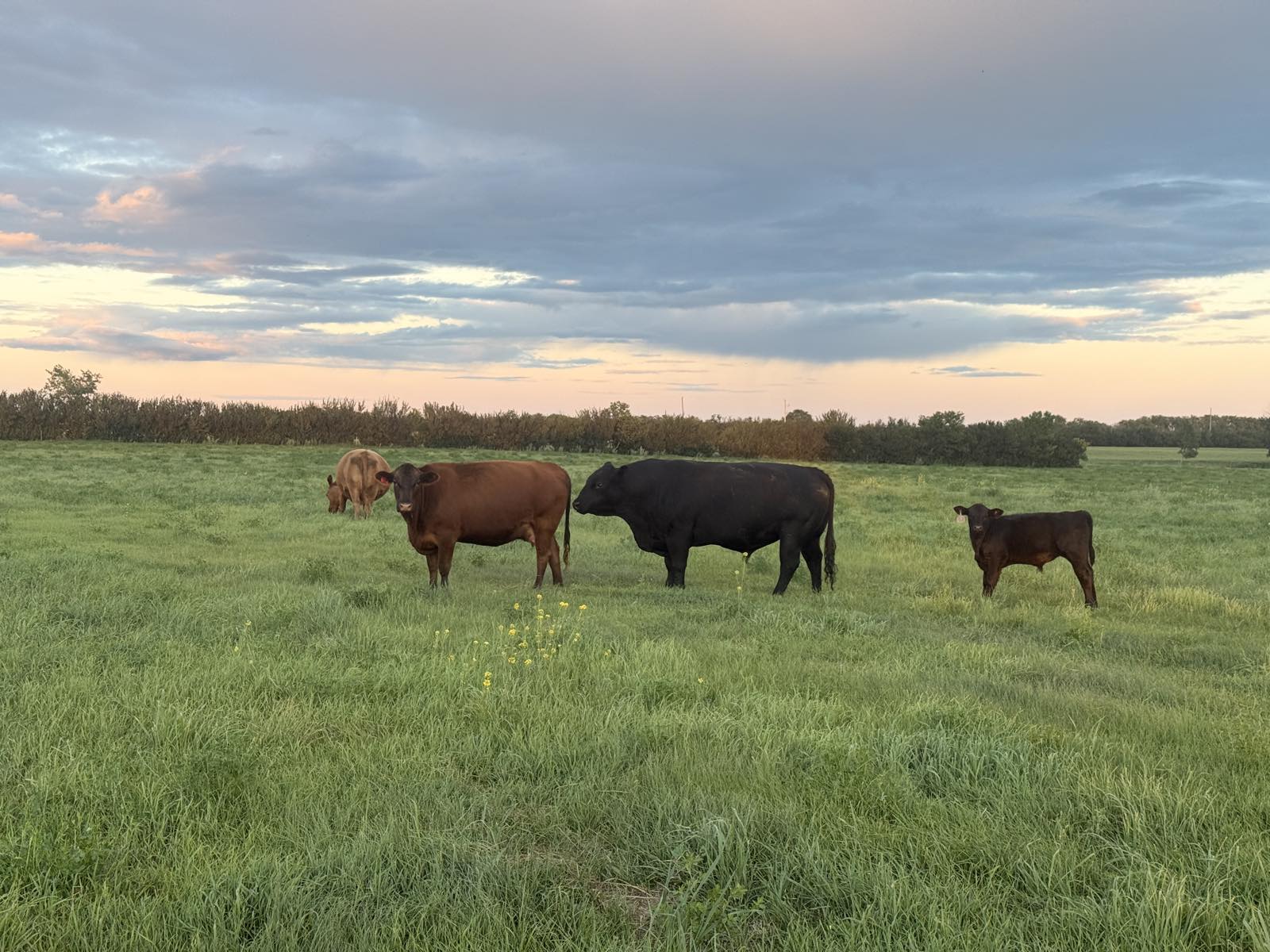 A cow, bull and two calves standing together in tall green pasture grass