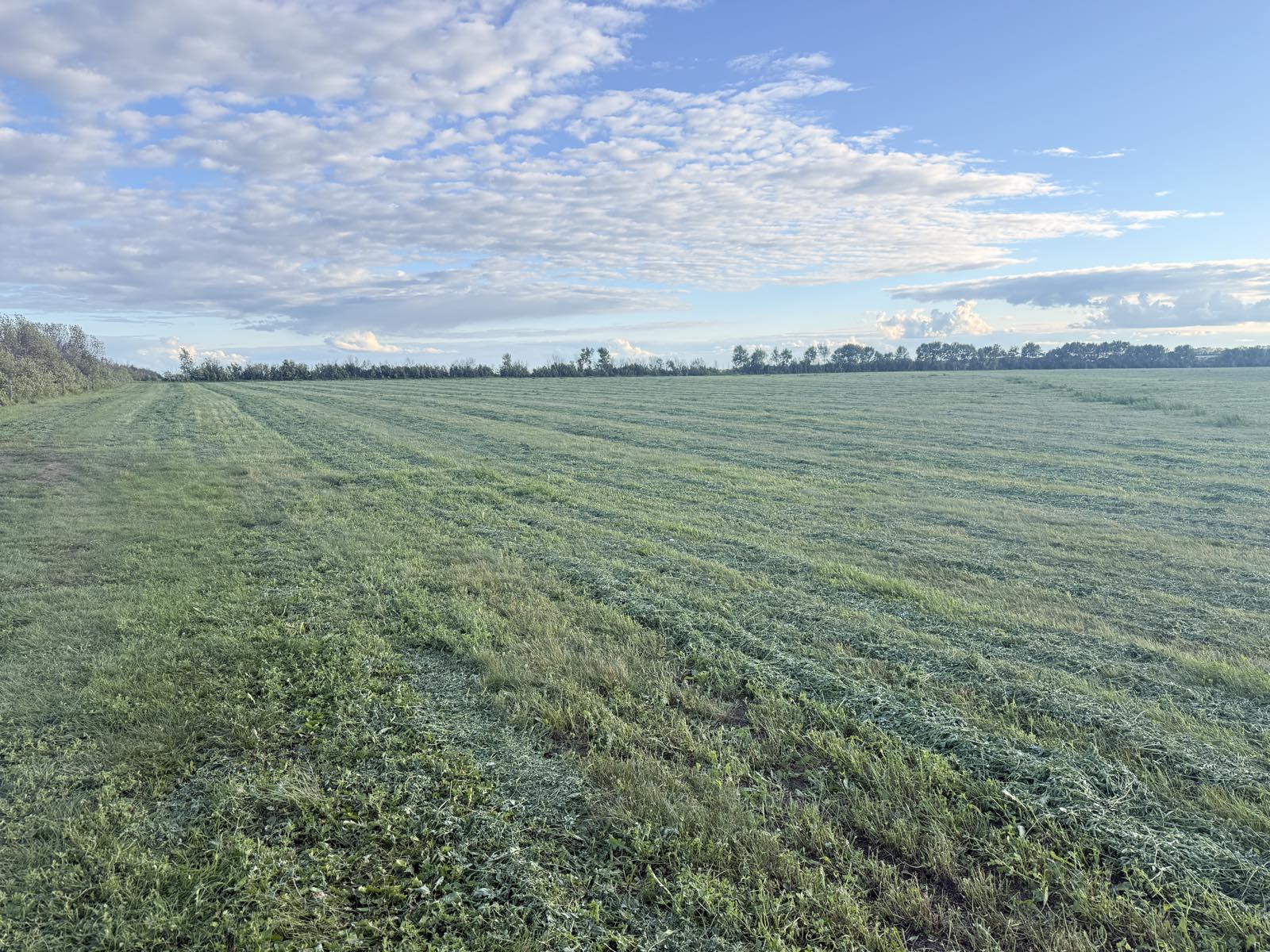 A freshly cut alfalfa hay field in windrows under a partly cloudy sky, Pure Valley Farms
