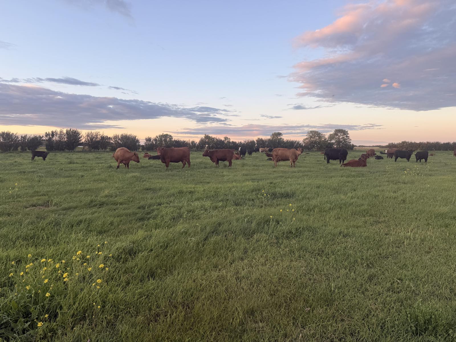 A wide view of the cattle herd grazing on fresh green pasture at dusk near Rosthern, Saskatchewan, with wildflowers in the foreground