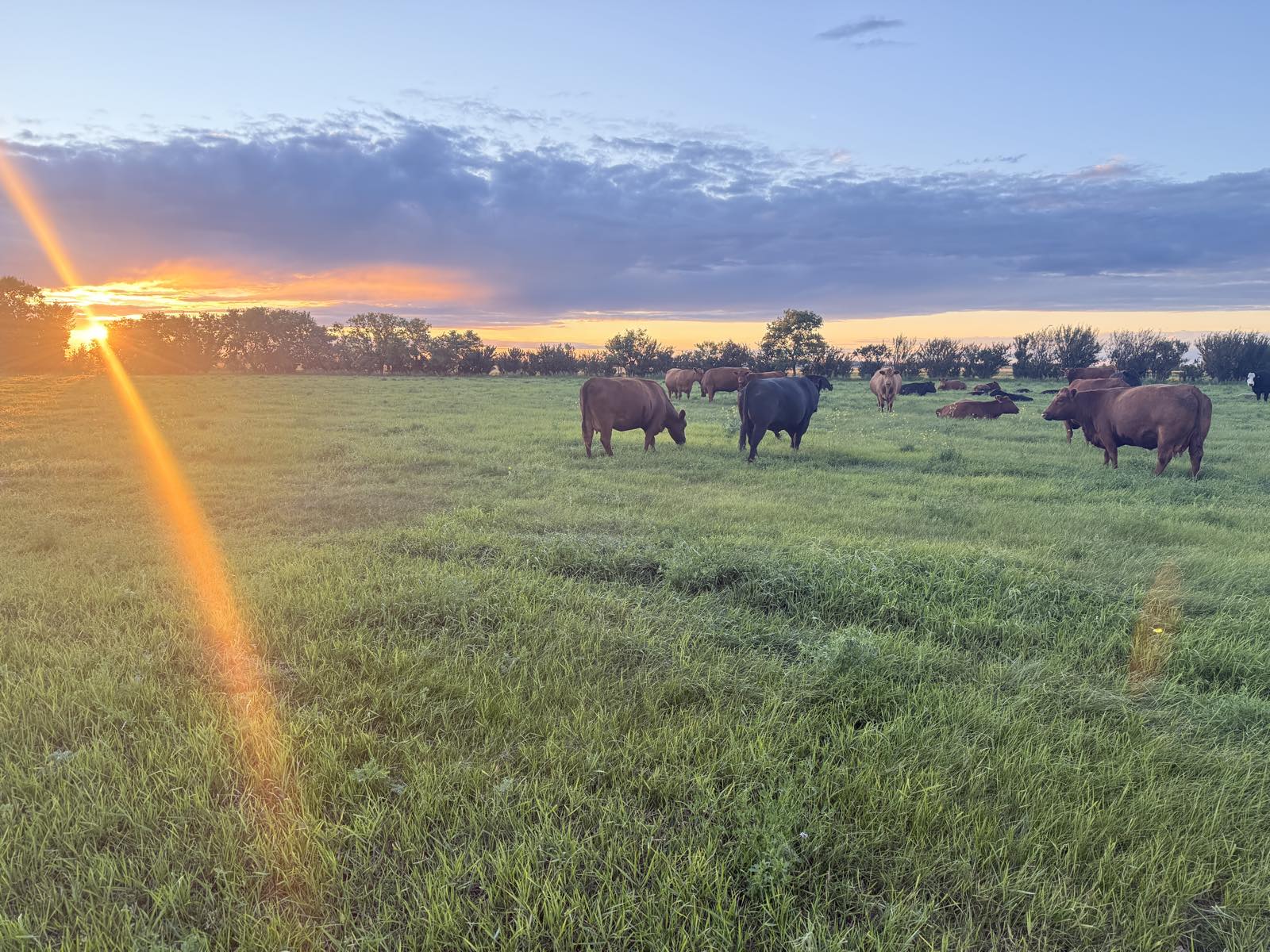 A wide view of the cattle herd grazing on fresh pasture at sunset near Rosthern, Saskatchewan