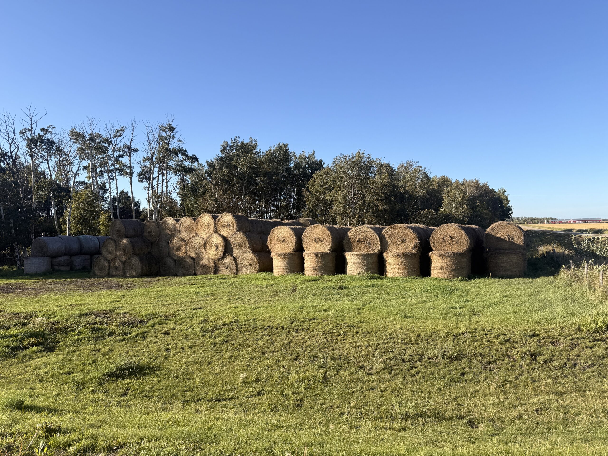 Round hay bales stacked against a treeline for winter feeding at Pure Valley Farms near Rosthern, Saskatchewan