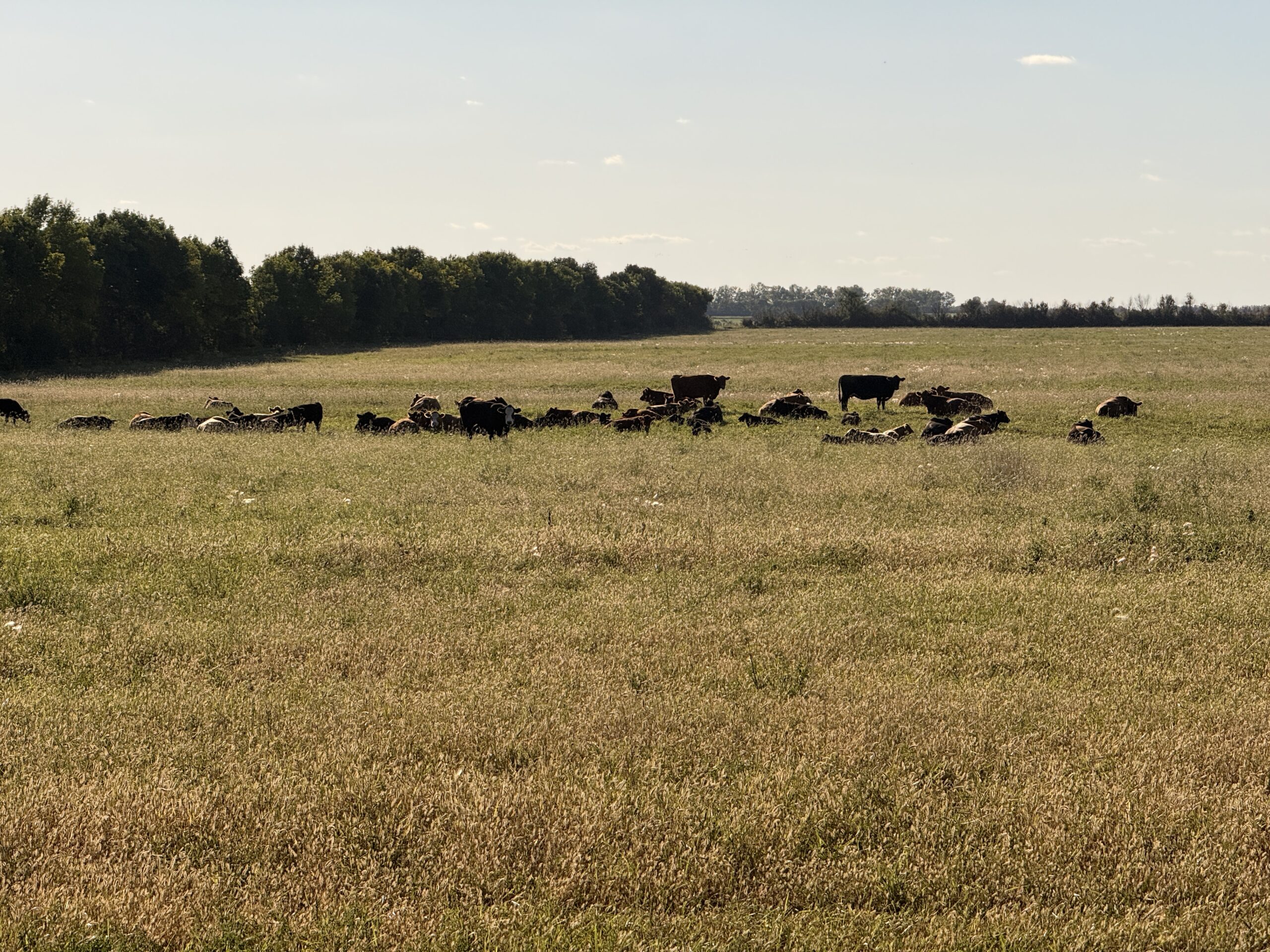 The Pure Valley Farms cattle herd resting on open fall pasture with a treeline behind, near Rosthern, Saskatchewan
