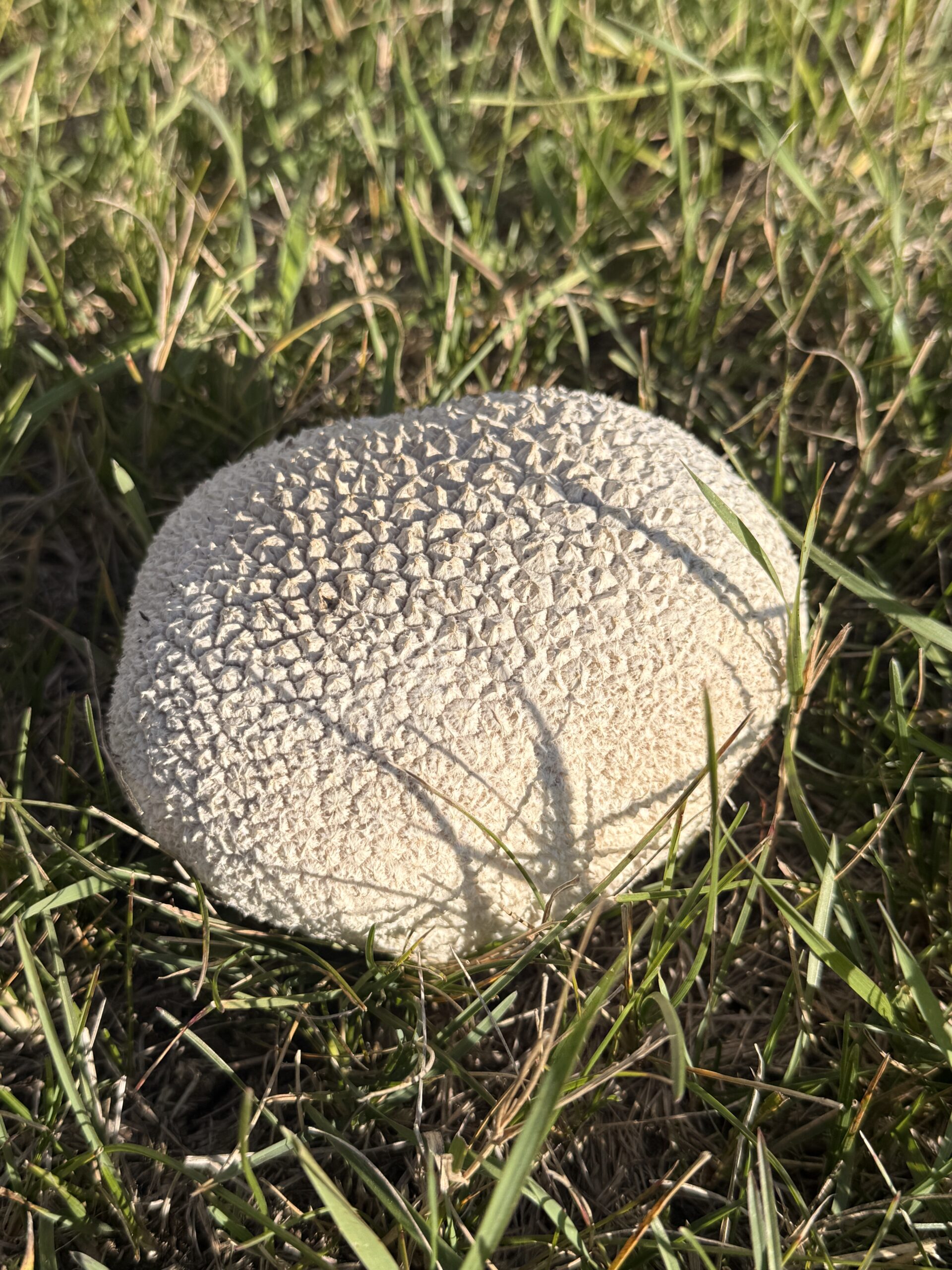 A giant puffball mushroom the size of a football growing in pasture grass at Pure Valley Farms