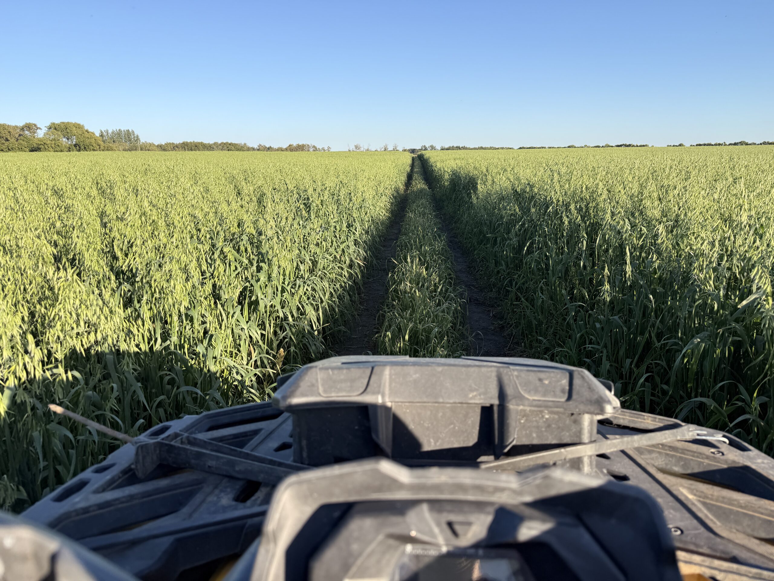 Fall on the farm: oats over the cows’ backs, 100 chickens, and beef back in November