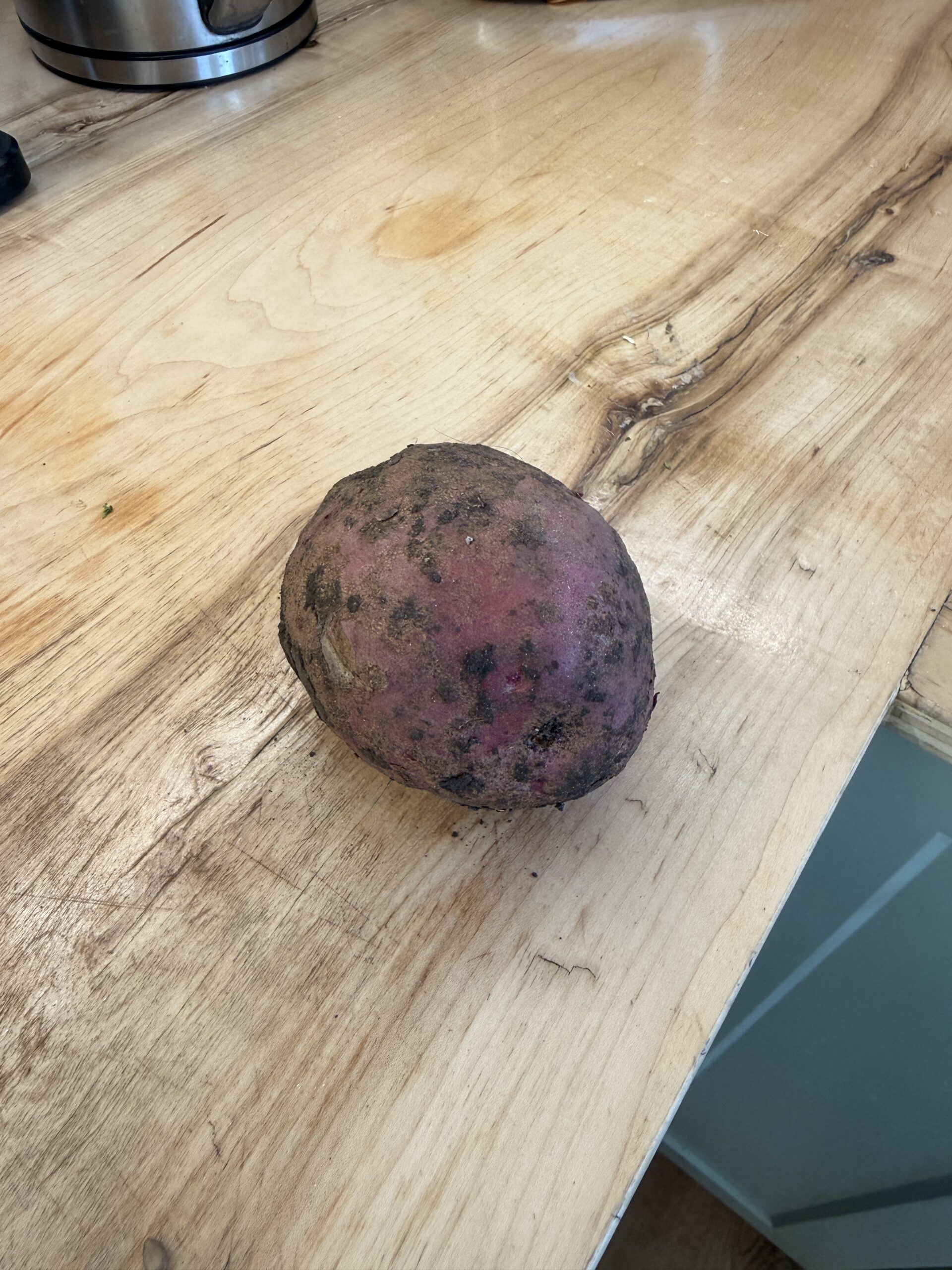 A freshly dug red potato from the Pure Valley Farms garden, still covered in soil